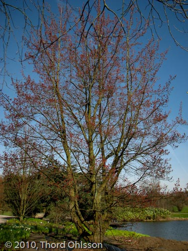 Acer rubrum